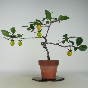 盆栽 老爺柿 樹高 約32cm ろうやがき Diospyros rhombifolia ロウヤガキ 実物 雌木 カキノキ科 落葉～半落葉樹 観賞用 現品