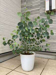 ボリューム樹形★１点物のユーカリ・ポリアンセモス（ポポラス）『Eucalyptus polyanthemos』の鉢植え　樹高約６８㎝（鉢底から）