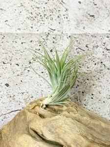 【Frontier Plants】チランジア・ヒューストン エナノ T. Houston Enano(stricta x recurvifolia ) エアプランツ　ブロメリア