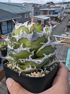 【AGAVE TITANOTA　タガべ　オリジナル】狼牙　アガベ　チタノタ　子株