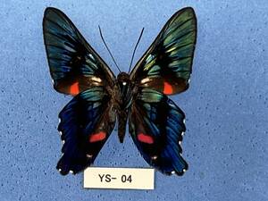 外国産蝶標本： Ancyluris eudaemon eudaemon　A 　1ex裏　(YS-04)