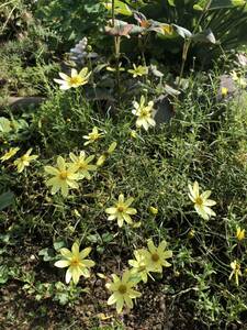 花種　コレオプシス　宿根草　花殻約3個　春から秋まで咲きます　北海道より