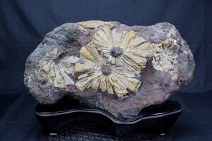 岐阜県 天然菊花石 大型 サバ菊 横45cm 重量18.7kg 台付き 鑑賞石 天然石 置物 母岩 菊石 盆石 水石 原石 名石 自然石