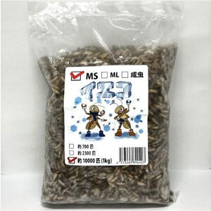 【送料無料・邑楽ファーム】【クール便発送】冷凍イエコオロギ　ＭSサイズ　１ｋｇ(約10000匹入り)