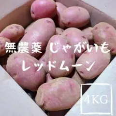 【無農薬】 千葉県産 新じゃがいも レッドムーン 4kg