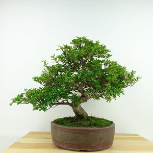 盆栽 皐月 桃太郎 樹高 約25cm さつき Rhododendron indicum サツキ ツツジ科 常緑樹 観賞用 現品