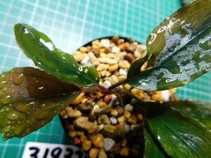 ◎3193TN97　 (自家栽培）水草　ブセファランドラ　Bucephalandra sp. Blue Venty②