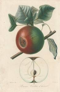 フランスアンティーク 博物画 植物画『リンゴ』 多色刷り石版画　ボタニカルアート