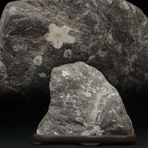 JK693 天然石 自然石「梅花石」鑑賞石・水石 全高14.4cm 重1.6kg 盆石・盆景石 置物