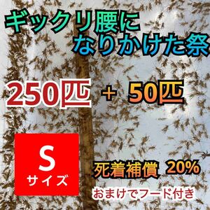 250匹＋50+死着補償20% ギックリ腰になりかけた祭りヨーロッパイエコオロギＳサイズ　送料無料