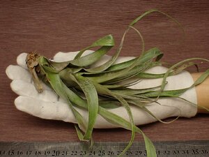 Tillandsia sphaerocephala チランジア・スファエロセファラ 178●エアプランツTI