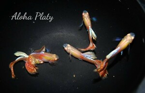 ★RRE.A プラチナモザイクレッドテールダンボ 5ペアセット★Aloha Platy★