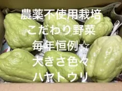 農薬不使用栽培 こだわり野菜詰め合わせ ハヤトウリ 80サイズ発送