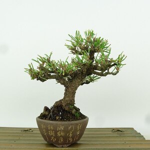 盆栽 松 黒松 樹高 約14cm くろまつ Pinus thunbergii クロマツ マツ科 常緑針葉樹 観賞用 小品 現品