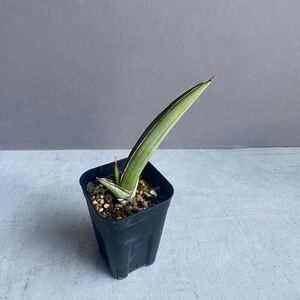 サンセベリア ロブスタ ナローリーフSansevieria robusta narrow leaf D75