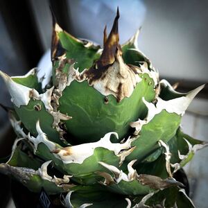 アガベ チタノタ Agave titanota [Euro import selection 2018/nov#2］発根済み株 16