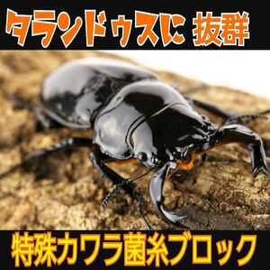 極上☆カワラ菌糸ブロック 4000cc クヌギ１００％原料・1番菌(初菌)のみ使用 タランドゥスやオウゴンオニクワガタ、レギウスの大型化に抜群