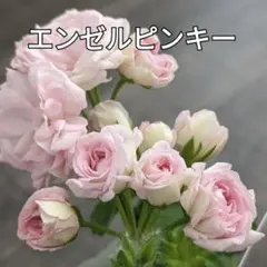 207＊淡いピンクの可愛い薔薇咲きゼラニウム（エンゼルピンキー）