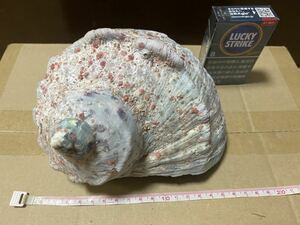YH-1786 夜光貝　採取現状品　重量 約721g 夜光　ヤコウ　細工　真珠層　パール　ルアー　貝殻　貝　沖縄産 