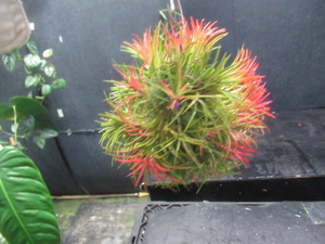 ＫＮ　１円！　ティランジア　イオナンタ（TILLANDSIA IONANTHA）　　　　0.8Ｍ以下