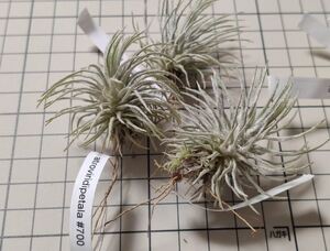 Tillandsia cf. atroviridipetala ex. EJG チランジア アトロビリディペタラ 実生15年以上 R. Ehlers氏由来 エーレス