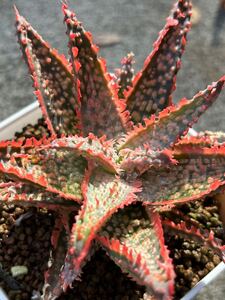 Aloe hybrid ③ アロエ ハイブリッド 実生 多肉植物