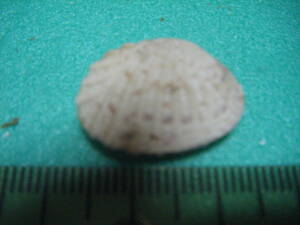 天然採取の貝殻　「ホソスジイナミガイ」両面　標本Ｓ１３　超美品