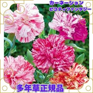 種 カーネーション ピコティファンタジー 10粒 即決 多年草 切花 ポプリ 花壇 プランター 鉢 たね タネ 種子 春まき 秋まき 花