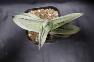  Gasteraloe 