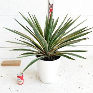 大株　ユッカ　グロリオサ　バリエガータ 約:60cm 【耐寒性/ポット/斑入り/ Yucca gloriosa variegata/ヤシ/アガベ/ドラセナ】 244432