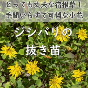 送料無料◆山野草 ジシバリ イワニガナ 抜き苗5株 薬草 宿根草 多年草 園芸 ガーデニング