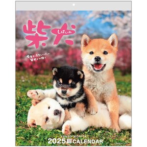 アクティブコーポレーション 2025年 カレンダー 壁掛け 森田米雄 まるごと柴犬 25ACL-11 2025年 1月始まり