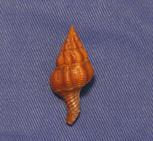 貝の標本 Fuslatirus pearsoni 33.5mm.