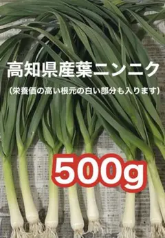 高知県産葉にんにく　葉ニンニク　野菜　産地直送500dmatg