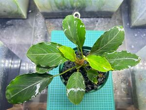 【TB便】Bucephalandra sp.Pearl gray 水上育成株