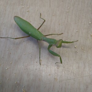 ハラビロカマキリ 埼玉産　採集個体　⑤