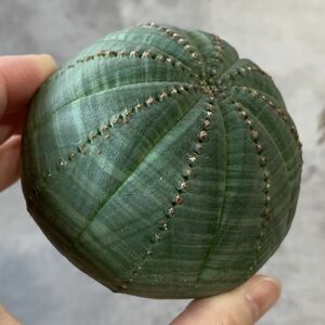 【B6798】★超巨大5.5cm株！！【SS級！極上特選大株！！】ユーフォルビア オベサ Euphorbia obesa ( 検索 アガベ 多肉植物 )