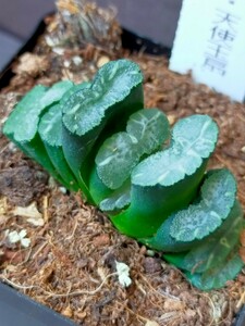 ハオルチア 天使玉扇　Haworthia 多肉植物 玉扇 ハオルシア