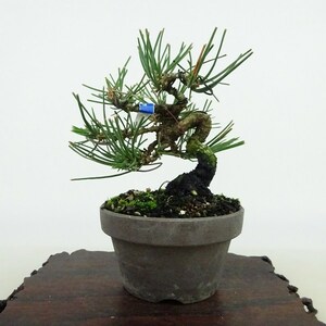 盆栽 松 黒松 樹高 約11cm くろまつ Pinus thunbergii クロマツ マツ科 常緑針葉樹 観賞用 小品 現品