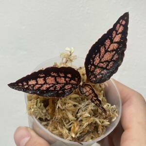 ［Pof］Cystorchis sp. Papua Red シストーチス パプア (Eurycentrum obscurum）ジュエルオーキッド