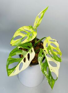 「30」Monstera Adansonii Variegata マドカズラ　斑入り　モンステラ アダンソニーバリエガータ　斑入り