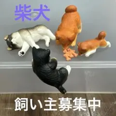 ガチャ柴犬セット