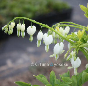 華鬘草・白花（ケマンソウ）◇ケシ科　3寸（９.0ｃｍ）ポリポット栽培　☆開花時期5月~　●花終了