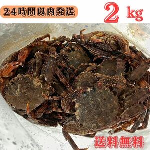 【送料無料】冷凍ショウジンガニ　マガニ　2kg(約60匹) 石鯛　黒鯛　釣り餌