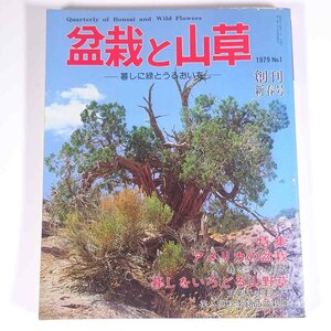 盆栽と山草 No.1 創刊新春号 1979/1 月刊さつき研究社 雑誌 園芸 ガーデニング 植物 盆栽 特集・アメリカの盆栽 暮しをいろどる山野草