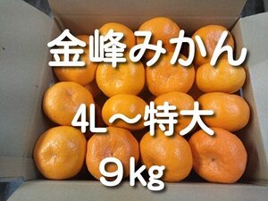 『金峯』4L以上の特大 9kg みかん 生産者直送 熊本産 全国送料無料 ミカン