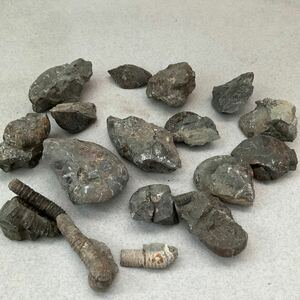 日本の化石　北海道　アンモナイト　貝　小さいのまとめてセット　発掘