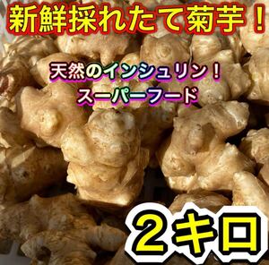 菊芋　2キロ 採れたて キクイモ スーパーフード 健康食　無農薬　野菜　美味しい菊芋を是非！ 