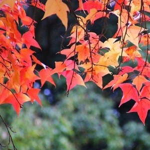 フウ　タイワンフウ　楓　庭木　紅葉　苗木