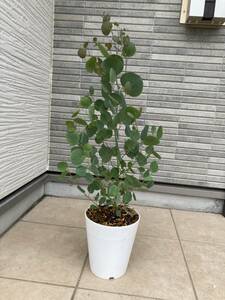 レアな超美形樹形★１点物のユーカリ・ポリアンセモス（ポポラス）『Eucalyptus polyanthemos』の鉢植え　樹高約６７㎝（鉢底から）